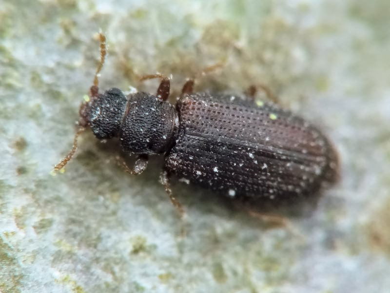 Enicmus brevicornis (Mannerheim, 1844)